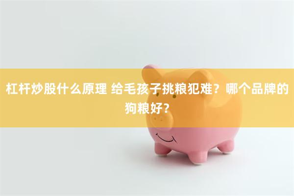 杠杆炒股什么原理 给毛孩子挑粮犯难？哪个品牌的狗粮好？